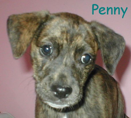 Penny