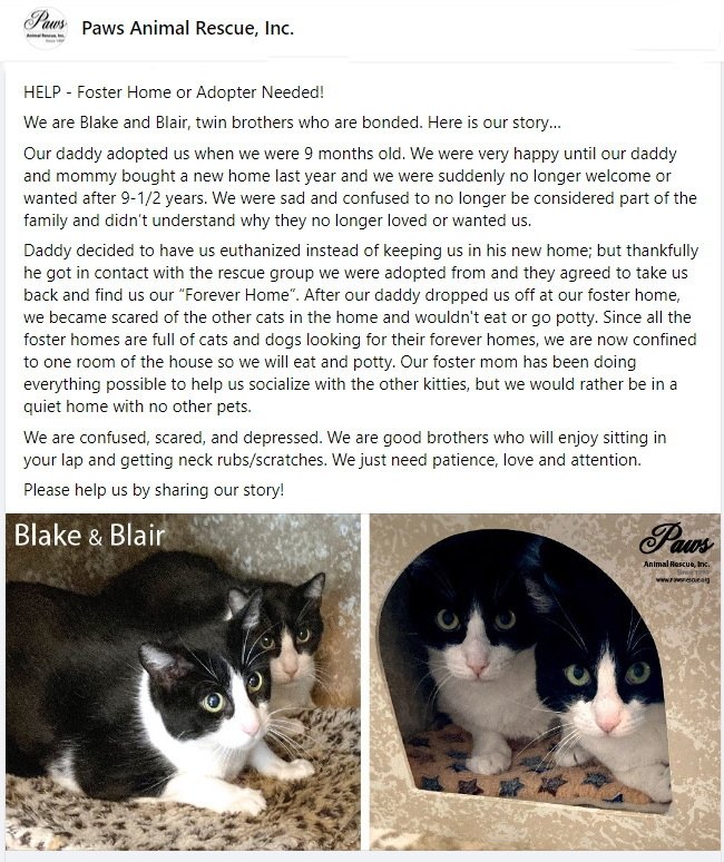 adoptable Cat in Alvin, TX named Blair