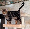 adoptable Cat in alvin, TX named Mason