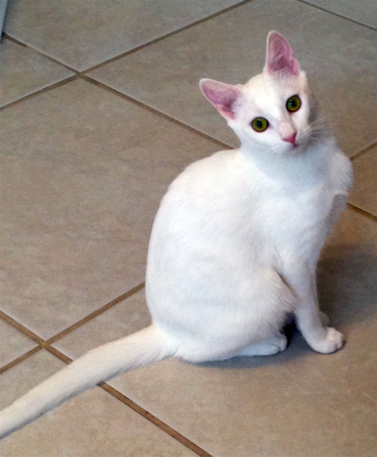 adoptable Cat in Alvin, TX named Ellie Mae