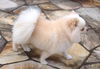 Simba