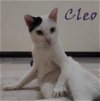 Cleo Katter