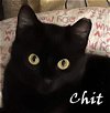 Chit Ruth (must have a cat buddy)