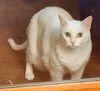 Snowball