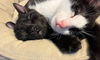 Tamale (must be adopted with Rollie!)