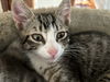 Anubis (must be adopted with Bastet)