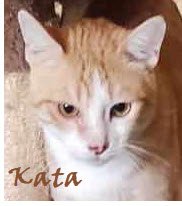 adoptable Cat in Hudson, MA named Cheeto Katter