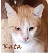 adoptable Cat in , MA named Cheeto Katter