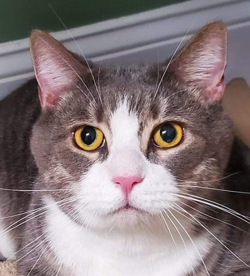 adoptable Cat in Hudson, MA named Comet (must be adopted with Daisy)
