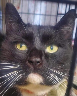adoptable Cat in Hudson, MA named Cookie P