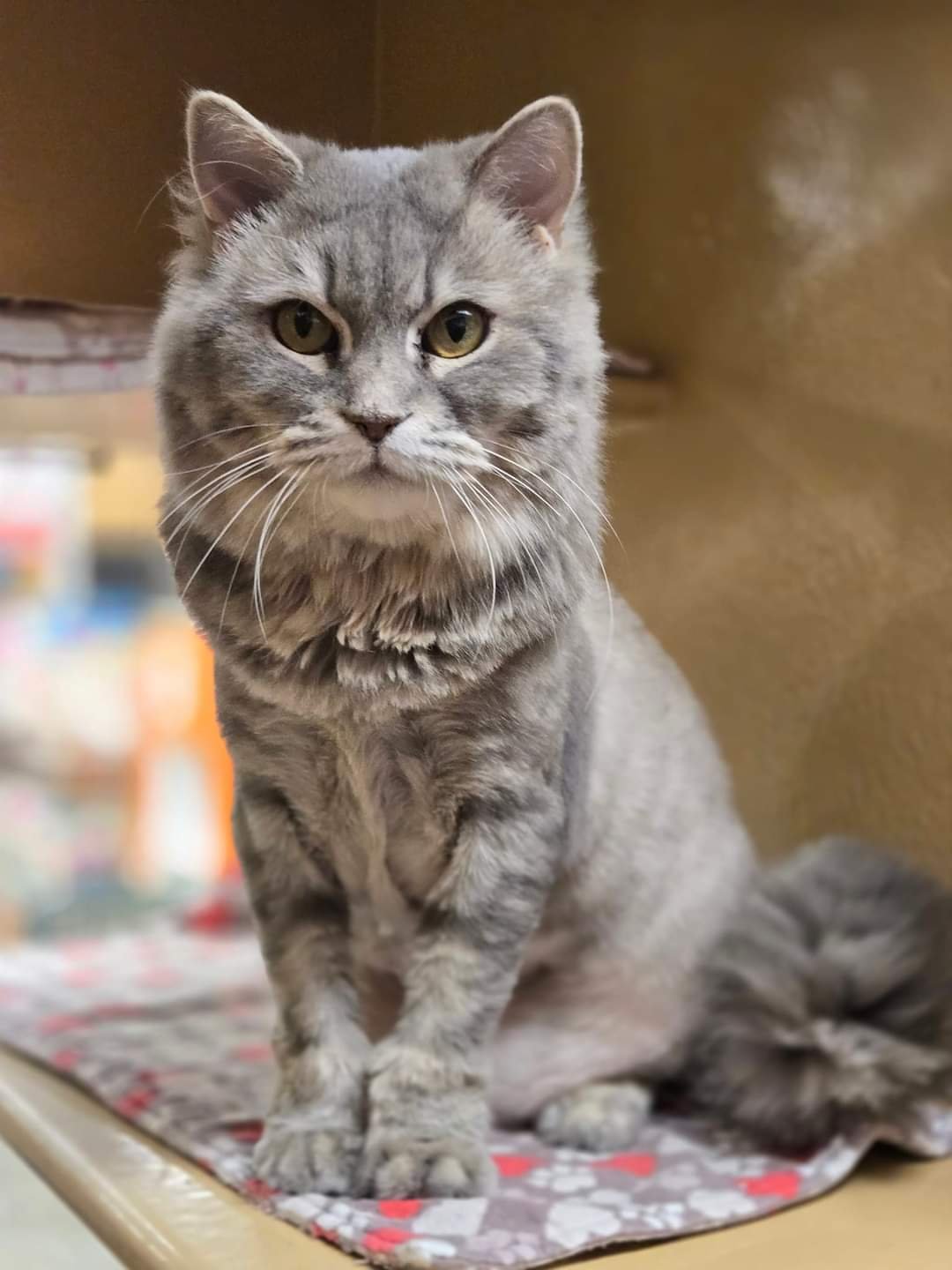 adoptable Cat in Hudson, MA named Claudie Katter