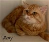 Rory Katter (must be adopted with Rowan)