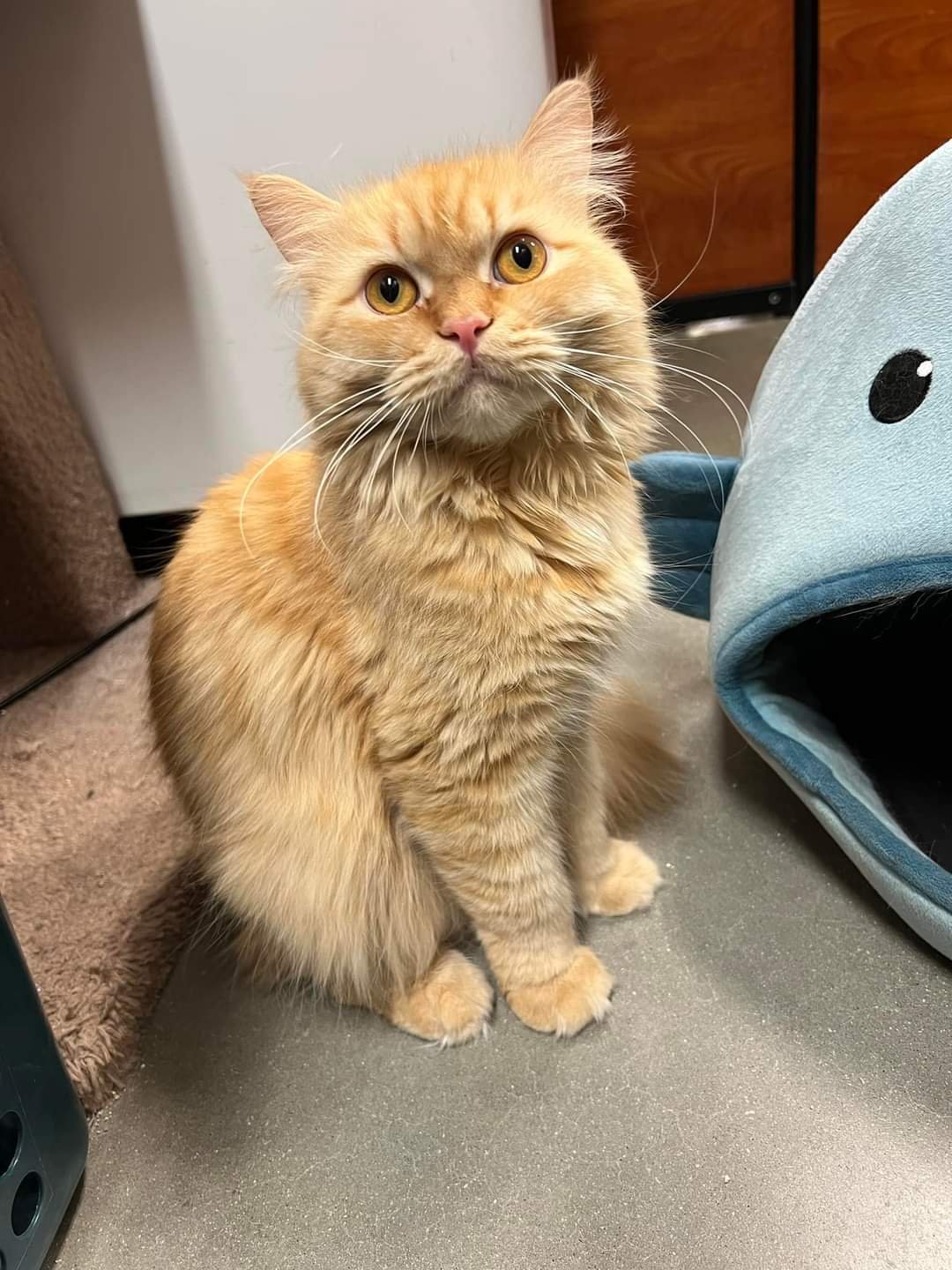 adoptable Cat in Hudson, MA named Rory Katter (must be adopted with Rowan)