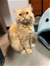 adoptable Cat in , MA named Rory Katter (must be adopted with Rowan)