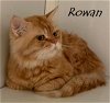 Rowan Katter (must be adopted with Rory)