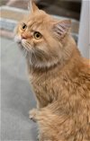 adoptable Cat in , MA named Rowan Katter (must be adopted with Rory)