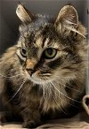 adoptable Cat in  named Tabitha