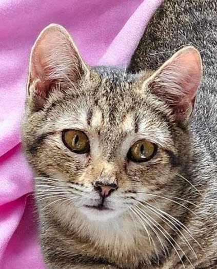 adoptable Cat in Hudson, MA named Sauce Pan Kershaw