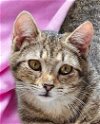 adoptable Cat in , MA named Sauce Pan Kershaw