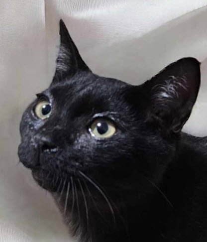 adoptable Cat in Hudson, MA named Griddle Kershaw