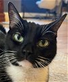 adoptable Cat in , MA named Pallina