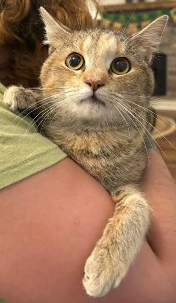 adoptable Cat in Hudson, MA named Maple Kershaw