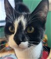 adoptable Cat in , MA named Penelope Hillside (must be adopted with Stuart)