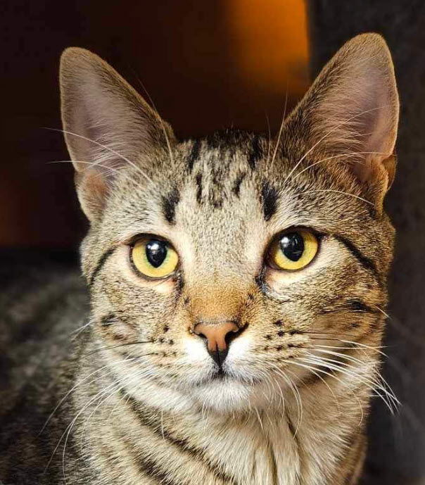 adoptable Cat in Hudson, MA named Griffin Gracy Kershaw