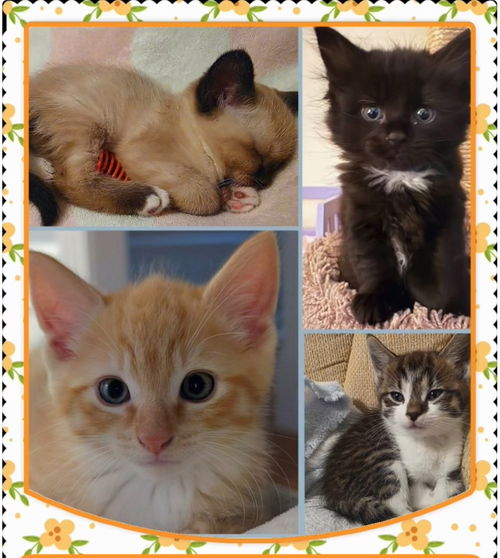 Kittens