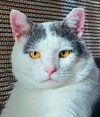 adoptable Cat in , MA named Arbie (FIV+ -- updated!)