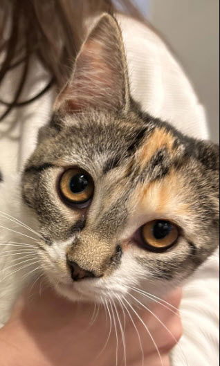 adoptable Cat in Hudson, MA named Daisy Sparks (needs a young cat buddy)