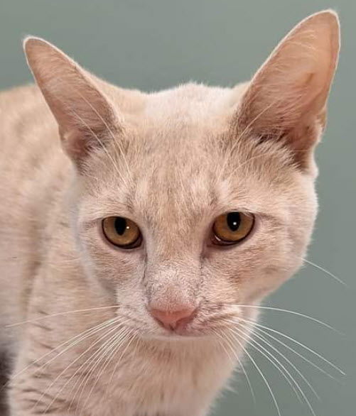 adoptable Cat in Hudson, MA named Sebastian