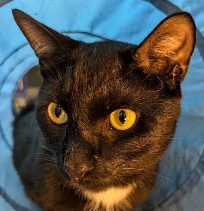 adoptable Cat in Hudson, MA named Patrick Penn