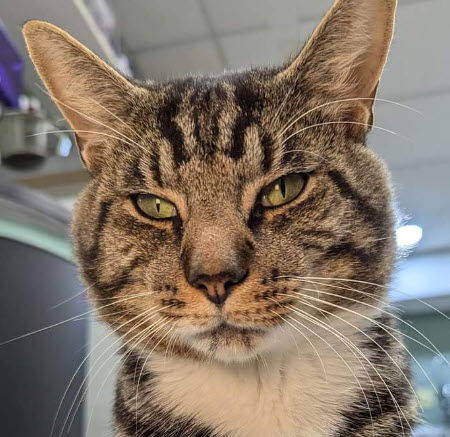 adoptable Cat in Hudson, MA named Harry Compton