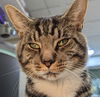 adoptable Cat in , MA named Harry Compton