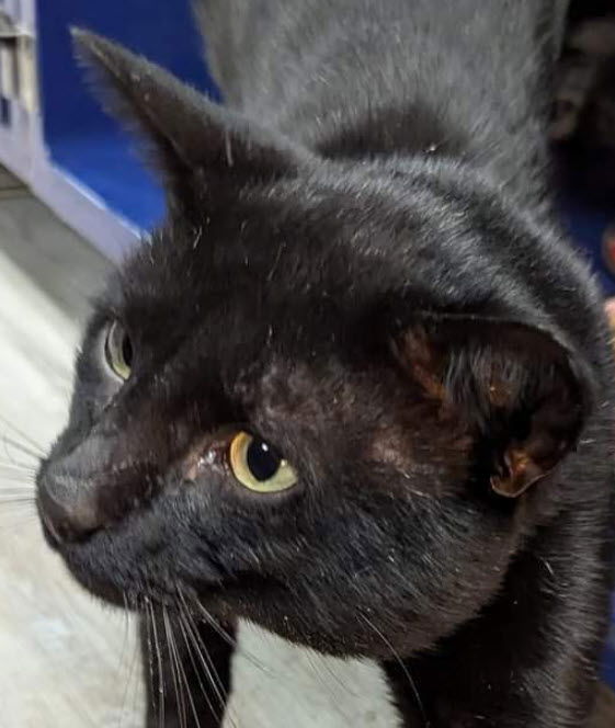 adoptable Cat in Hudson, MA named Jack Penn