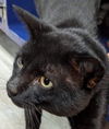 adoptable Cat in , MA named Jack Penn