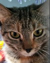 Holly Hill - wants a friendly cat buddy