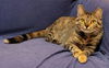 Holly Hill - wants a friendly cat buddy