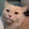 Shifu Katter