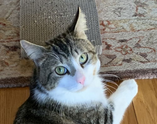 picture of the cat needing adoption