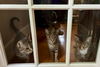 Poppy Litchfield - adopt w/ Hazel, and poss Willow