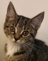 Fiona Litchfield - needs a cat buddy