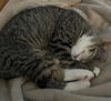 Fiona Litchfield - needs a cat buddy