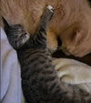 Fiona Litchfield - needs a cat buddy