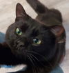 Dodge Plantation - needs a cat buddy
