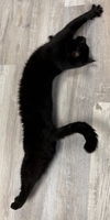 Dodge Plantation - needs a cat buddy