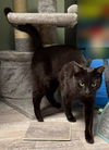 Dodge Plantation - needs a cat buddy