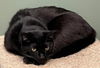 Dodge Plantation - needs a cat buddy