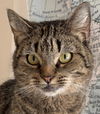 Grace Litchfield - needs a cat buddy, maybe Hope